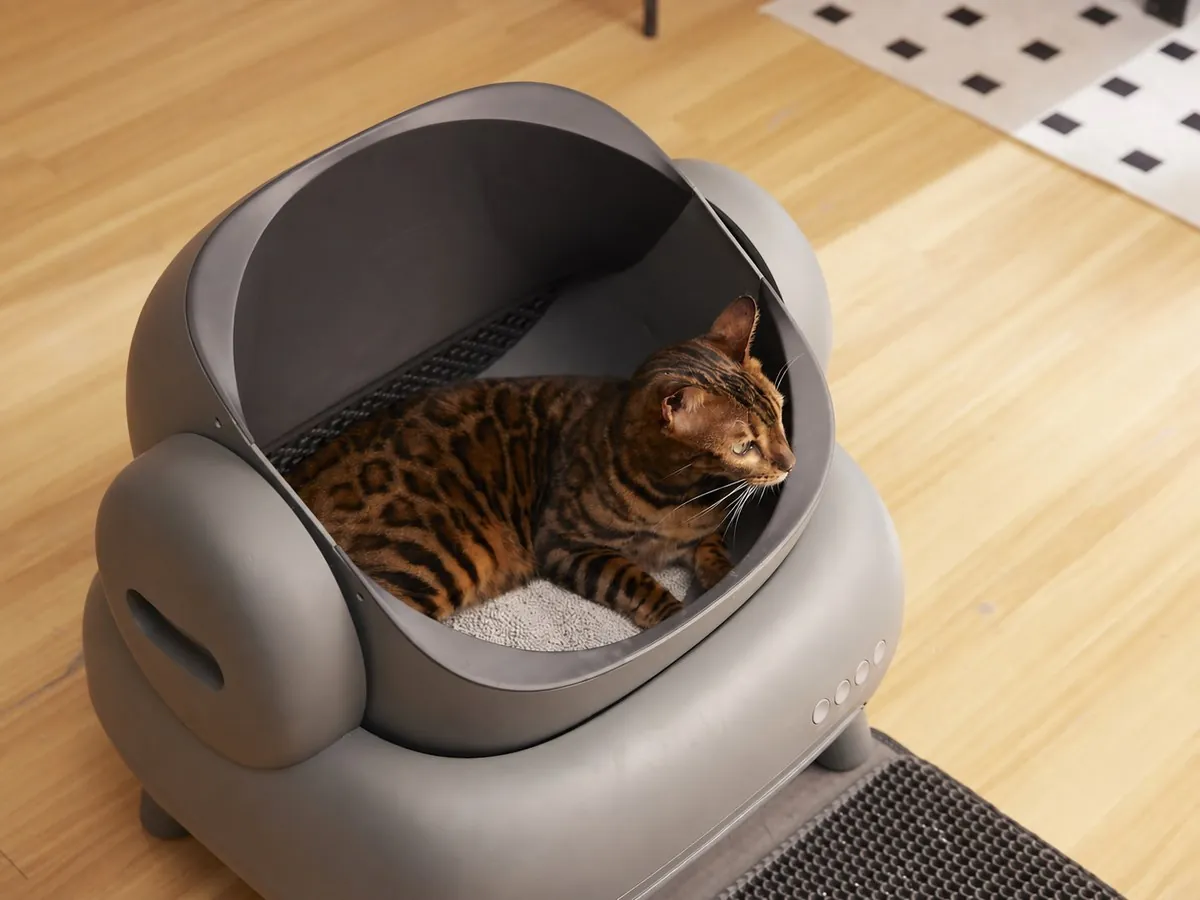 Kedi kumu yanında evcil kedi